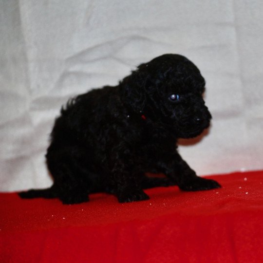 chiot Caniche Noir Au Nuts Elevage zadatis  caniche , teckel
