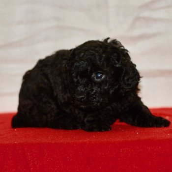 chiot Caniche Noir Au Nuts Elevage zadatis caniche , teckel chiot Caniche Noir Au Nuts Elevage zadatis caniche , teckel