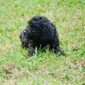 chiot Caniche Noir Au Nuts Elevage zadatis caniche , teckel chiot Caniche Noir Au Nuts Elevage zadatis caniche , teckel