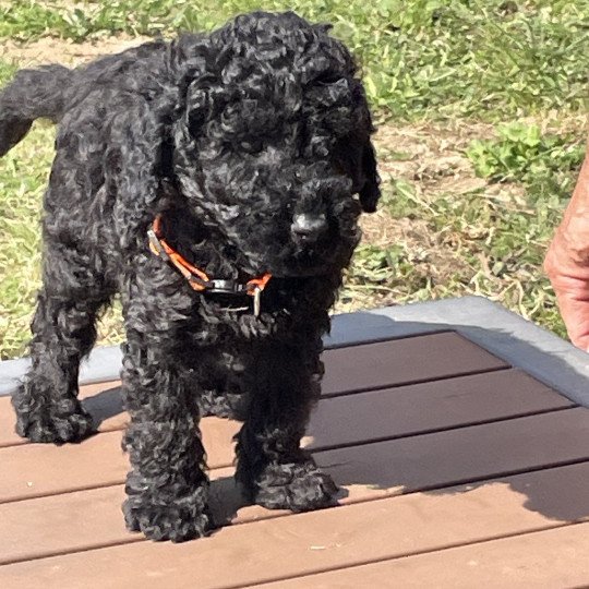 chiot Caniche Noir Au Nuts Elevage zadatis  caniche , teckel