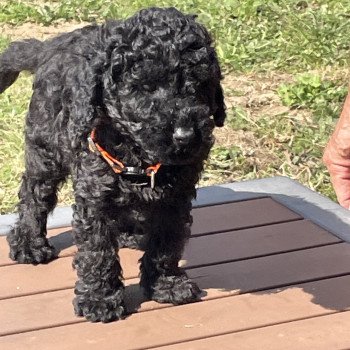chiot Caniche Noir Au Nuts Elevage zadatis caniche , teckel chiot Caniche Noir Au Nuts Elevage zadatis caniche , teckel