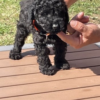 chiot Caniche Noir Au Nuts Elevage zadatis caniche , teckel chiot Caniche Noir Au Nuts Elevage zadatis caniche , teckel
