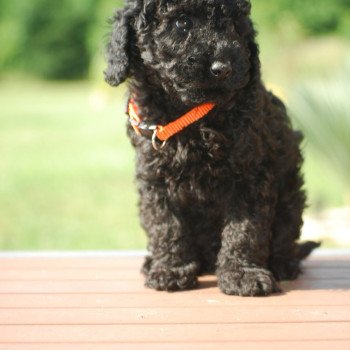 chiot Caniche Noir Au Nuts Elevage zadatis caniche , teckel chiot Caniche Noir Au Nuts Elevage zadatis caniche , teckel