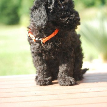 chiot Caniche Noir Au Nuts Elevage zadatis caniche , teckel chiot Caniche Noir Au Nuts Elevage zadatis caniche , teckel