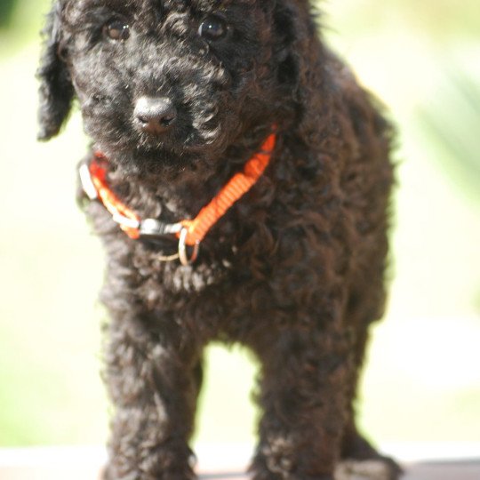 chiot Caniche Noir Au Nuts Elevage zadatis  caniche , teckel