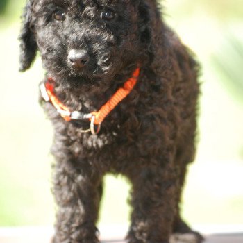 chiot Caniche Noir Au Nuts Elevage zadatis caniche , teckel chiot Caniche Noir Au Nuts Elevage zadatis caniche , teckel