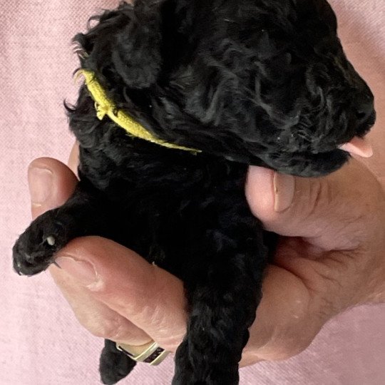 chiot Caniche Noir Arturo Elevage zadatis  caniche , teckel
