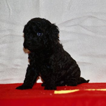chiot Caniche Noir Arturo Elevage zadatis caniche , teckel chiot Caniche Noir Arturo Elevage zadatis caniche , teckel