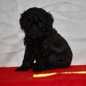 chiot Caniche Noir Arturo Elevage zadatis caniche , teckel chiot Caniche Noir Arturo Elevage zadatis caniche , teckel