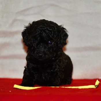 chiot Caniche Noir Arturo Elevage zadatis caniche , teckel chiot Caniche Noir Arturo Elevage zadatis caniche , teckel