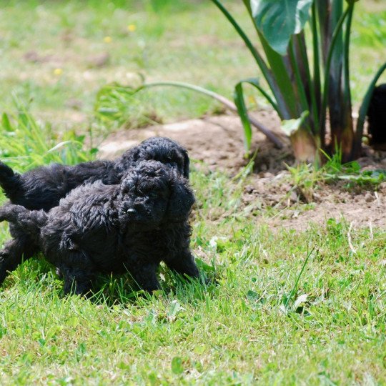 chiot Caniche Noir Arturo Elevage zadatis  caniche , teckel
