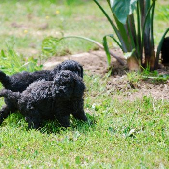 chiot Caniche Noir Arturo Elevage zadatis caniche , teckel chiot Caniche Noir Arturo Elevage zadatis caniche , teckel
