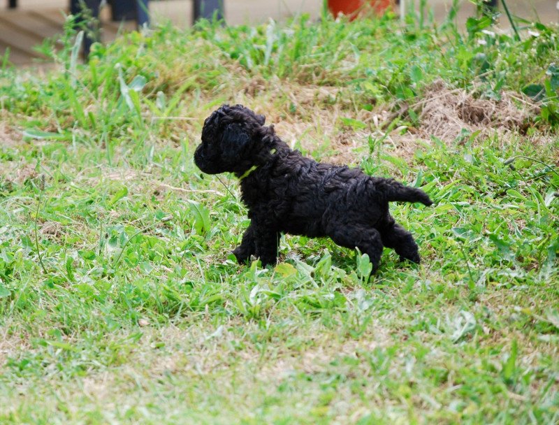 ZADATIS Arturo Mâle Caniche