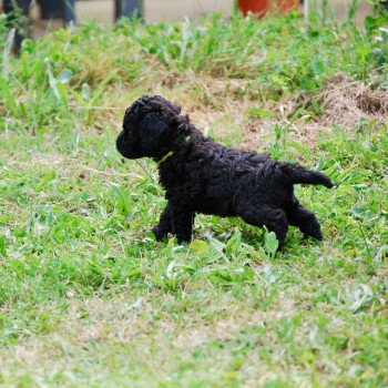 chiot Caniche Noir Arturo Elevage zadatis caniche , teckel chiot Caniche Noir Arturo Elevage zadatis caniche , teckel
