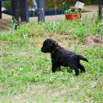 chiot Caniche Noir Arturo Elevage zadatis caniche , teckel chiot Caniche Noir Arturo Elevage zadatis caniche , teckel