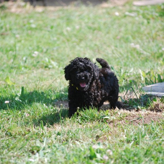 ZADATIS Arturo Mâle Caniche