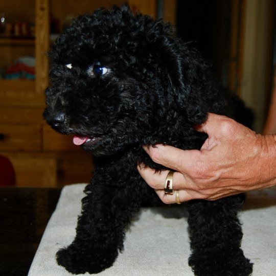 chiot Caniche Noir Arturo Elevage zadatis  caniche , teckel