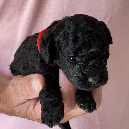 chiot Caniche Noire Elevage zadatis  caniche , teckel