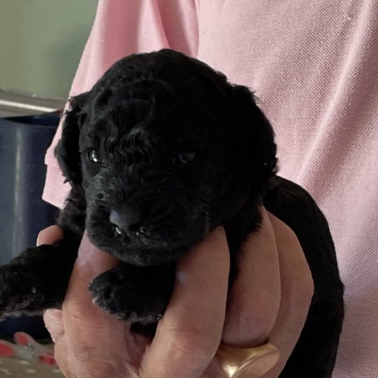chiot Caniche Noire Elevage zadatis  caniche , teckel