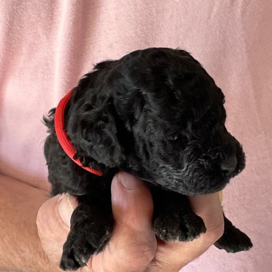 chiot Caniche Noire Elevage zadatis  caniche , teckel