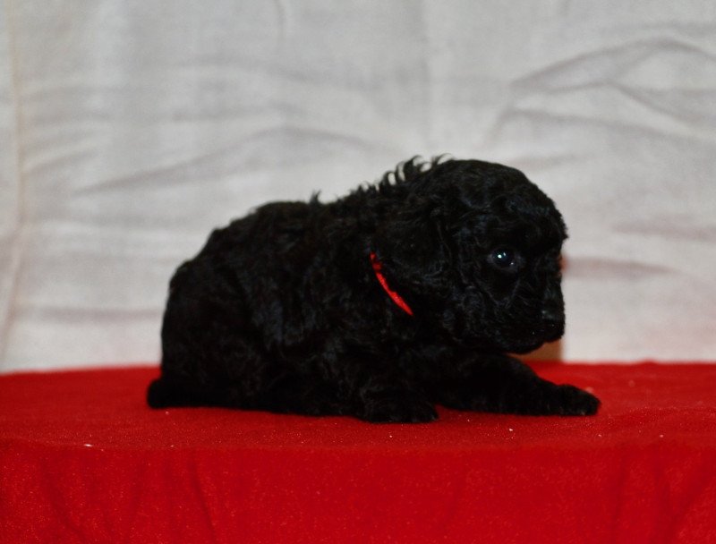 ZADATIS Asia Femelle Caniche