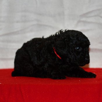 chiot Caniche Noire Asia Elevage zadatis caniche , teckel chiot Caniche Noire Asia Elevage zadatis caniche , teckel