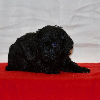 chiot Caniche Noire Asia Elevage zadatis caniche , teckel chiot Caniche Noire Asia Elevage zadatis caniche , teckel