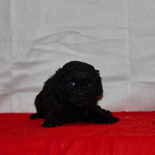 chiot Caniche Noire Asia Elevage zadatis  caniche , teckel
