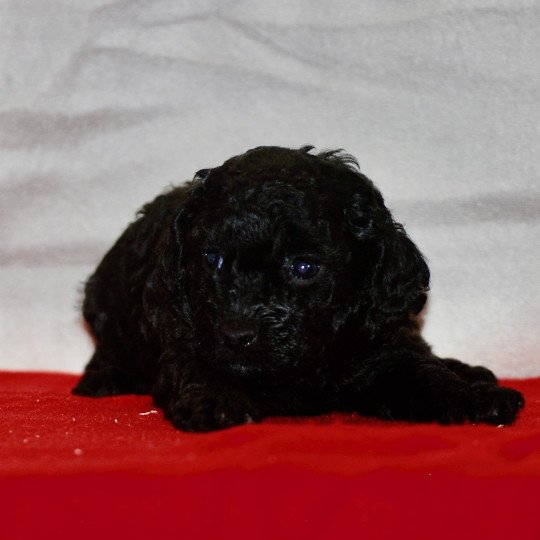 chiot Caniche Noire Asia Elevage zadatis  caniche , teckel