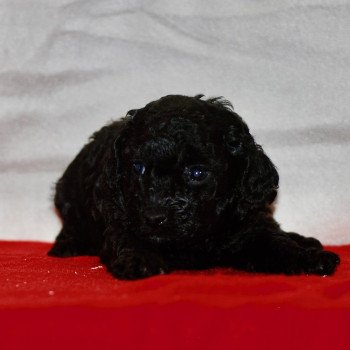 chiot Caniche Noire Asia Elevage zadatis caniche , teckel chiot Caniche Noire Asia Elevage zadatis caniche , teckel