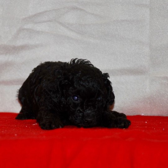 chiot Caniche Noire Asia Elevage zadatis  caniche , teckel