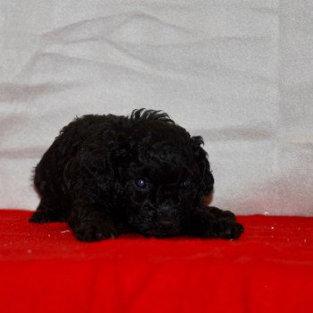 chiot Caniche Noire Asia Elevage zadatis caniche , teckel chiot Caniche Noire Asia Elevage zadatis caniche , teckel