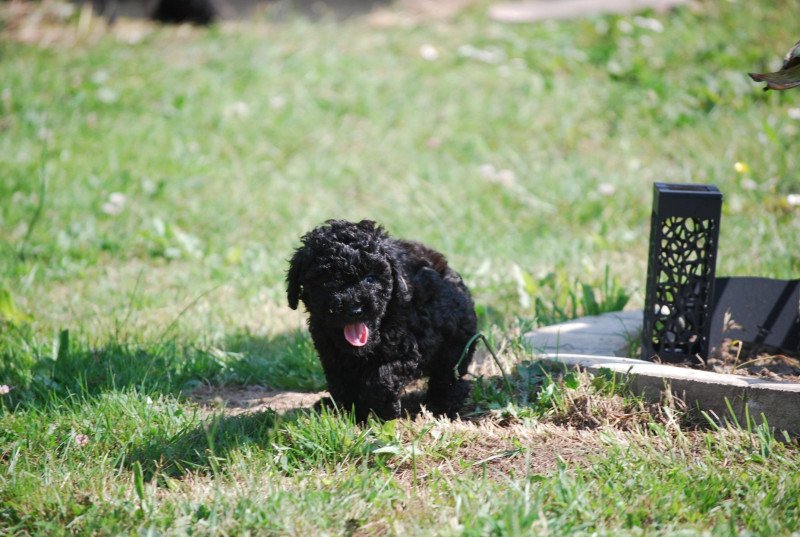 ZADATIS Asia Femelle Caniche