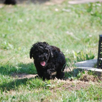 chiot Caniche Noire Asia Elevage zadatis caniche , teckel chiot Caniche Noire Asia Elevage zadatis caniche , teckel