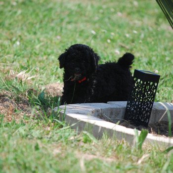 chiot Caniche Noire Asia Elevage zadatis caniche , teckel chiot Caniche Noire Asia Elevage zadatis caniche , teckel