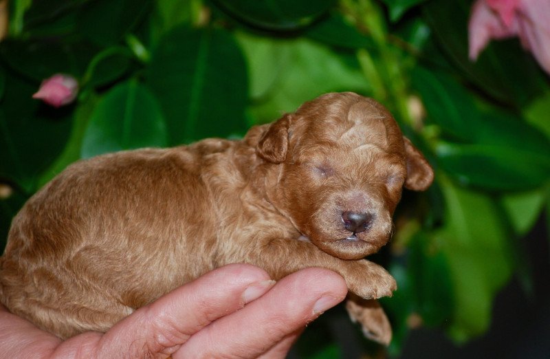 ZADATIS Al Nino Mâle Caniche