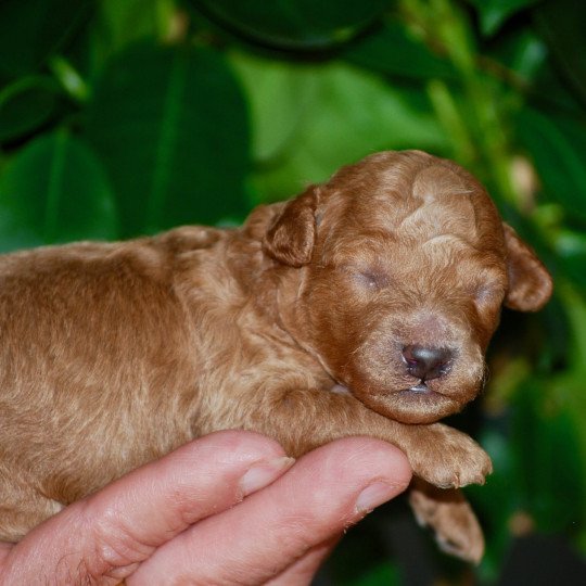 chiot Caniche Fauve Elevage zadatis  caniche , teckel