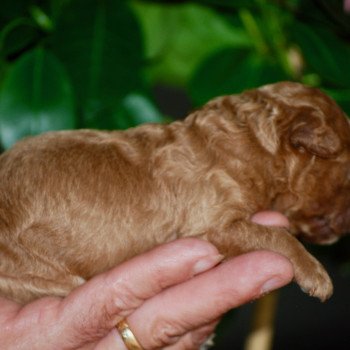 chiot Caniche Fauve Al Nino Elevage zadatis caniche , teckel chiot Caniche Fauve Al Nino Elevage zadatis caniche , teckel