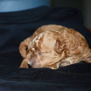 chiot Caniche Fauve Al Nino Elevage zadatis caniche , teckel chiot Caniche Fauve Al Nino Elevage zadatis caniche , teckel