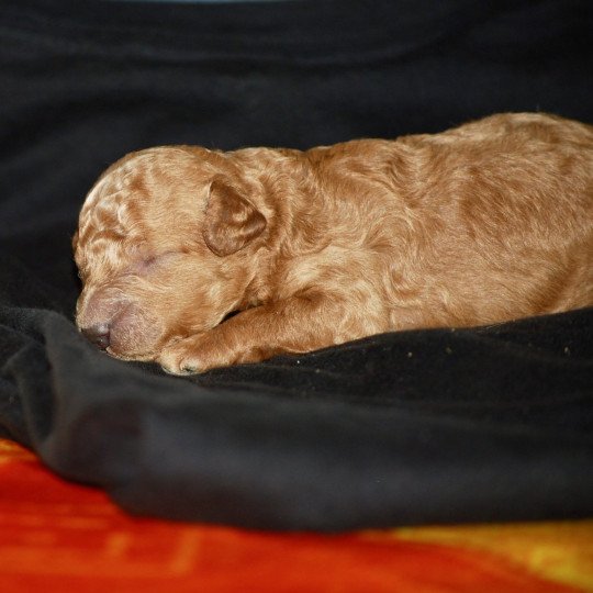 chiot Caniche Fauve Al Nino Elevage zadatis  caniche , teckel