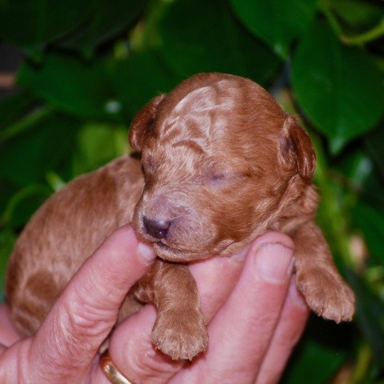 chiot Caniche Fauve Al Nino Elevage zadatis  caniche , teckel