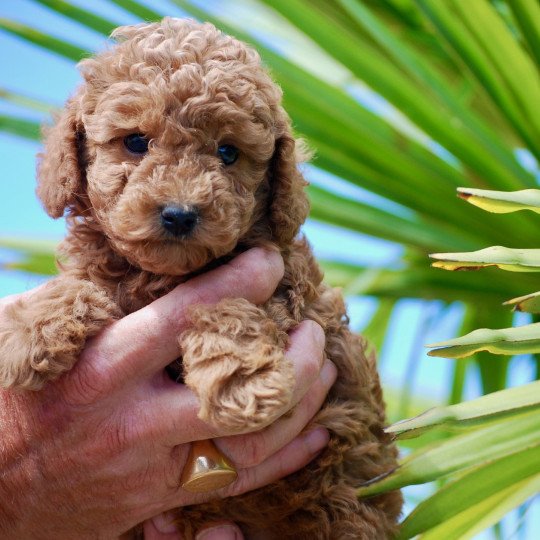 chiot Caniche Fauve Alix Elevage zadatis  caniche , teckel