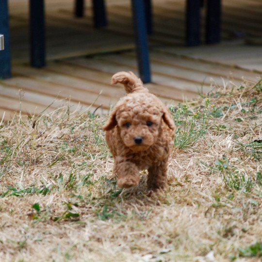 chiot Caniche Fauve Alix Elevage zadatis  caniche , teckel