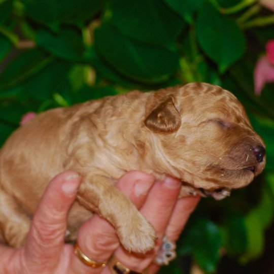 chiot Caniche Fauve Elevage zadatis  caniche , teckel