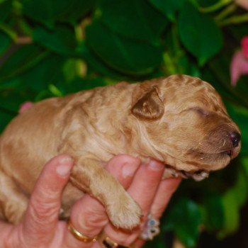 chiot Caniche Fauve Elevage zadatis caniche , teckel chiot Caniche Fauve Elevage zadatis caniche , teckel