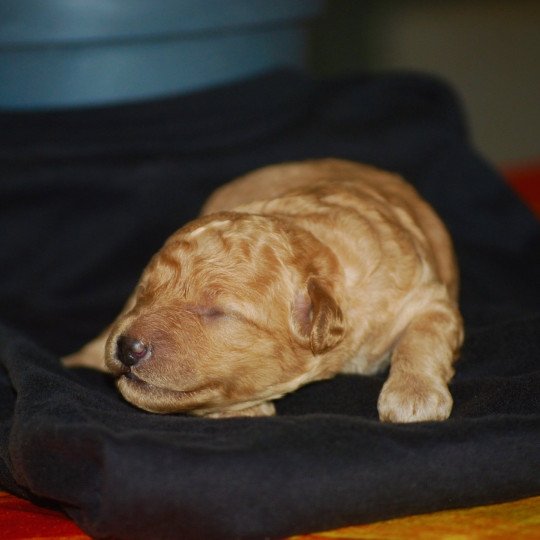 chiot Caniche Fauve Elevage zadatis  caniche , teckel