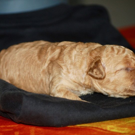 chiot Caniche Fauve Elevage zadatis  caniche , teckel