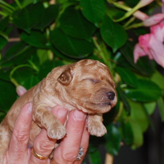 chiot Caniche Fauve Elevage zadatis  caniche , teckel