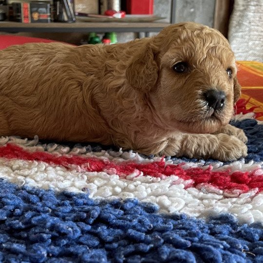 chiot Caniche Fauve ABY Elevage zadatis  caniche , teckel