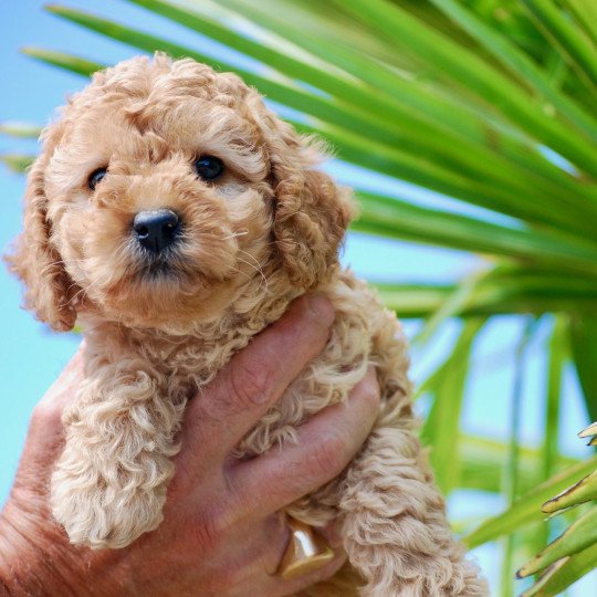 chiot Caniche Fauve Tartine Elevage zadatis  caniche , teckel